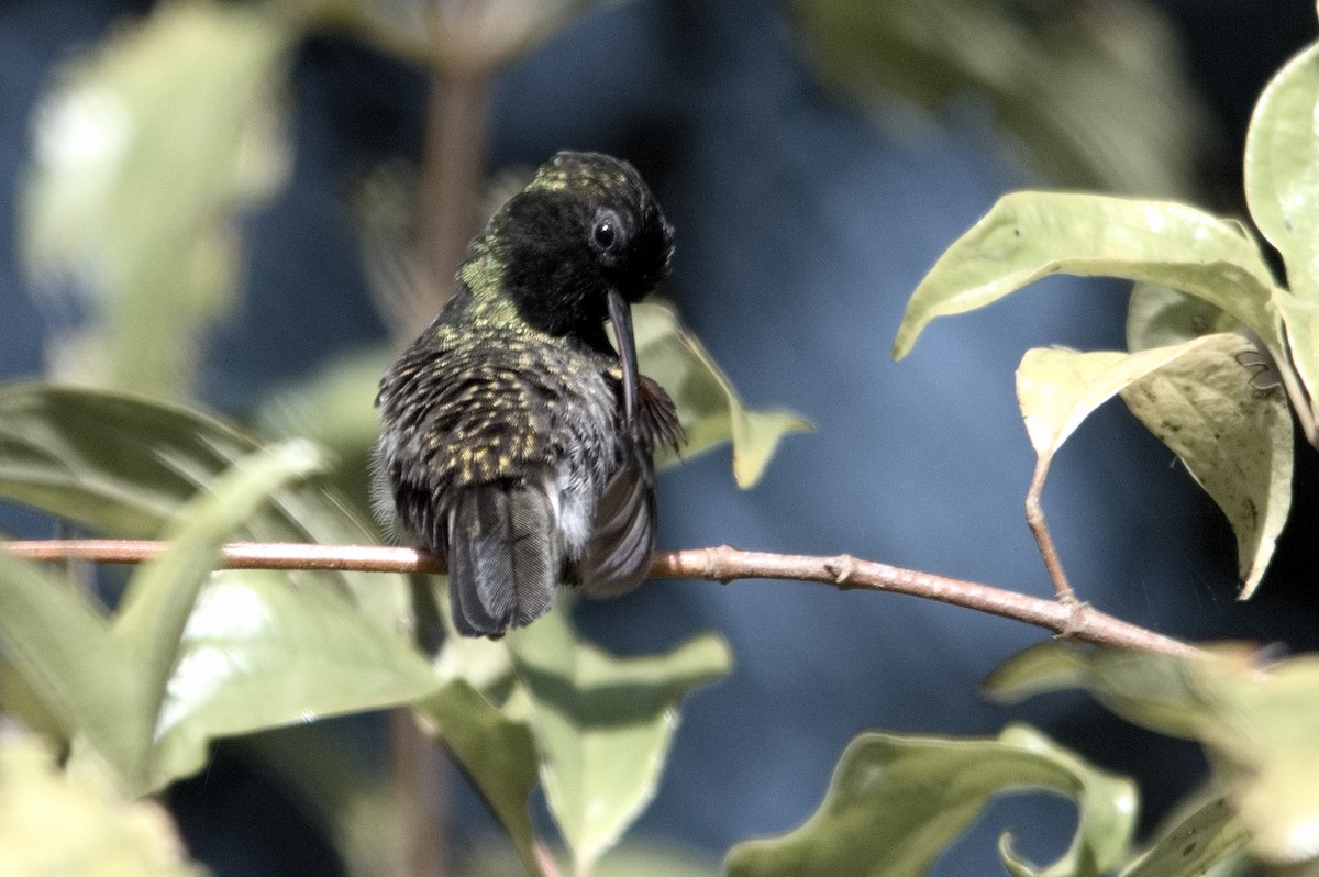 Black-bellied Hummingbird - Kevin Thompson