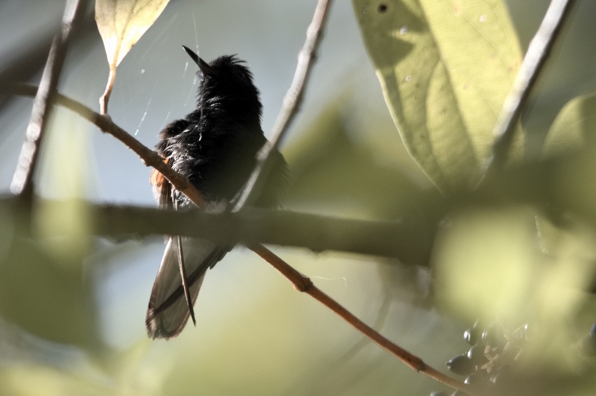 Kara Karınlı Kolibri - ML618241510