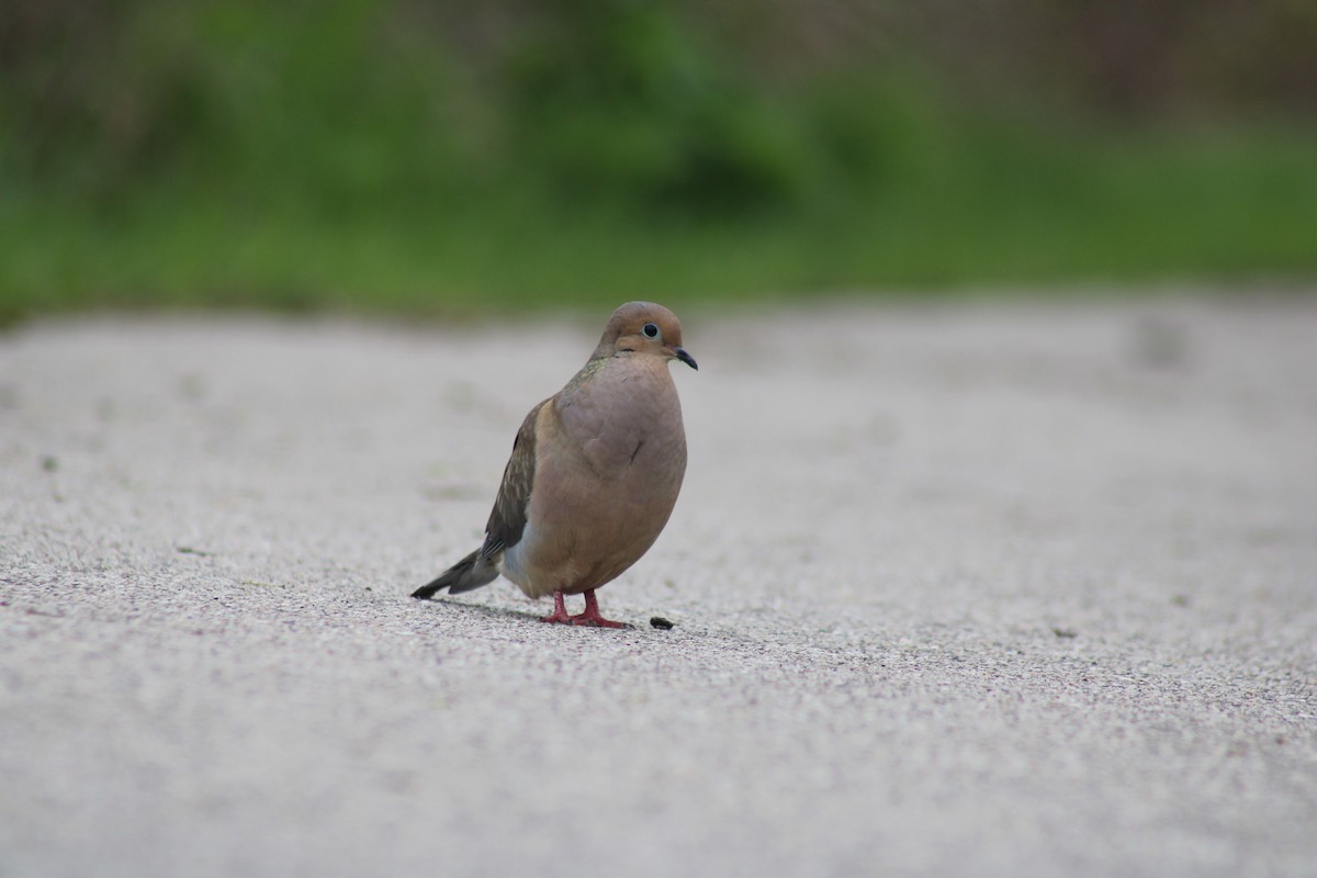 Mourning Dove - Nolan Fisher