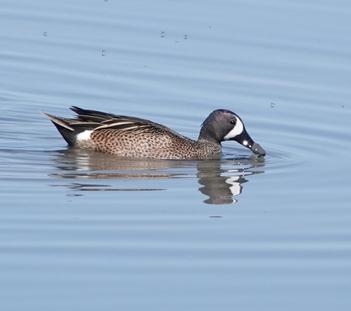 Blue-winged Teal - ML618241534