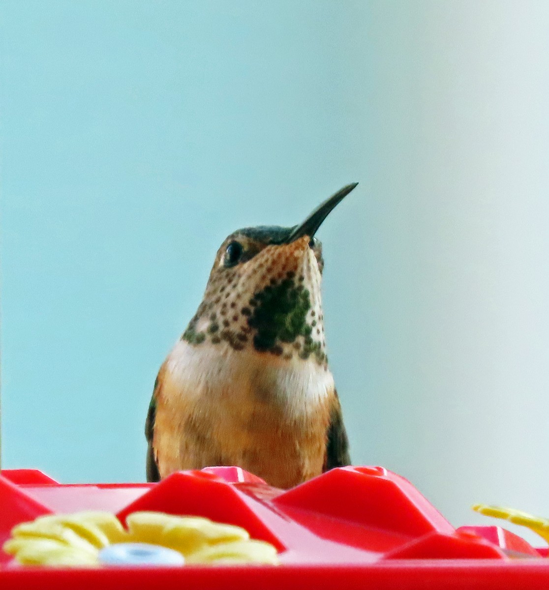 Rufous Hummingbird - ML618241536