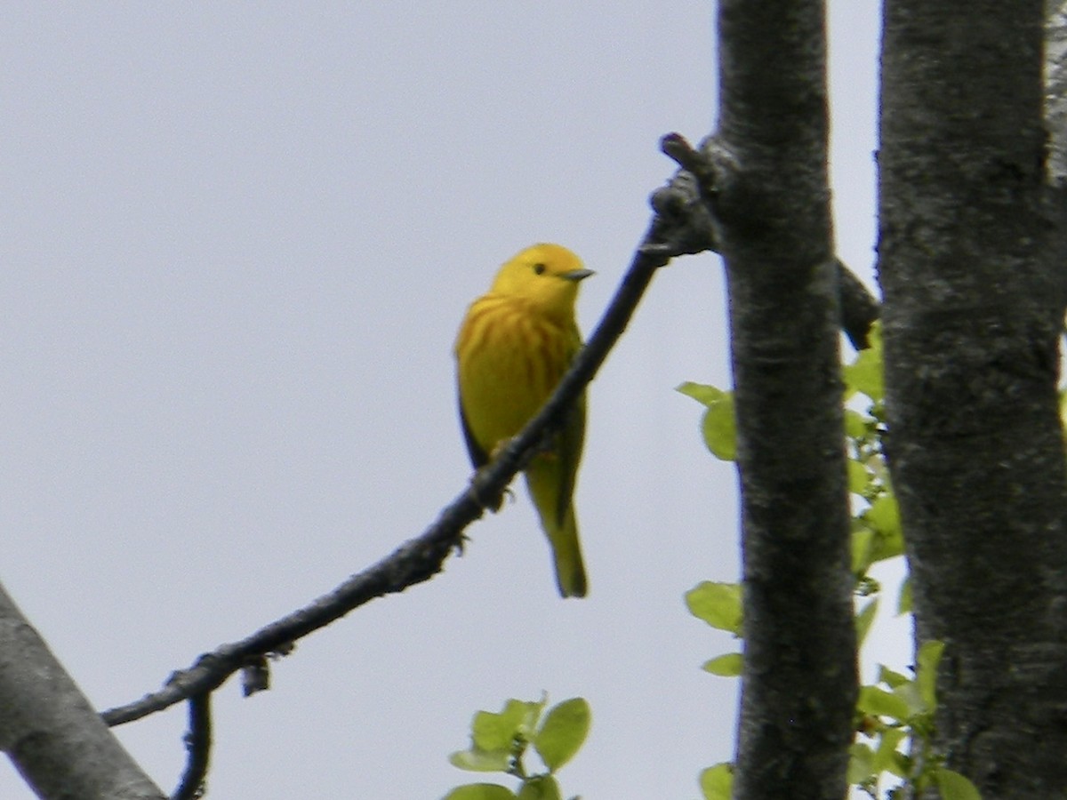 Yellow Warbler - ML618241544