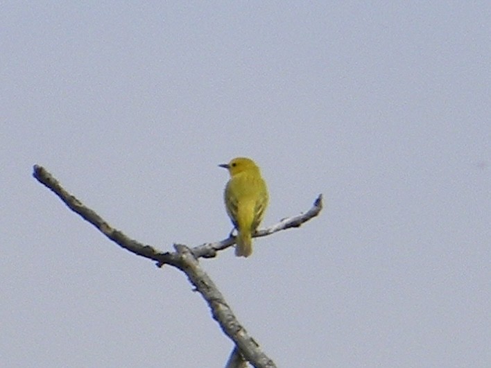 Yellow Warbler - ML618241545