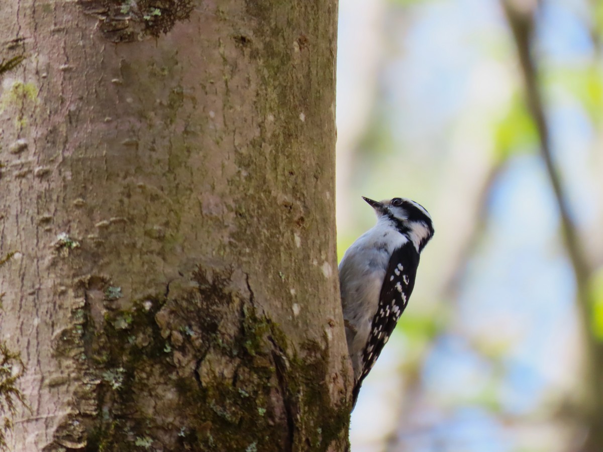 Downy Woodpecker - ML618241551