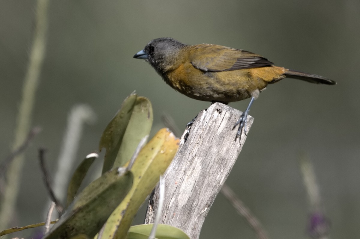 Scarlet-rumped Tanager - ML618241553