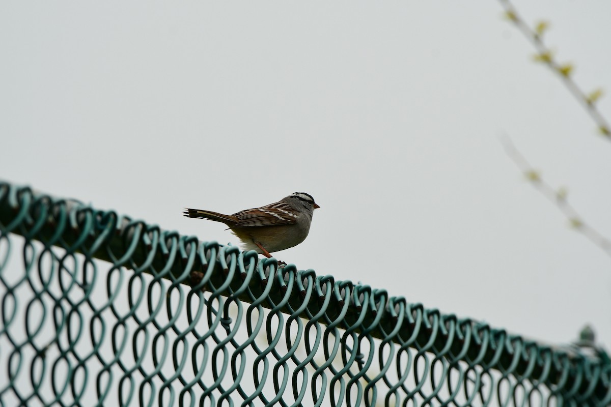 White-crowned Sparrow - ML618241559