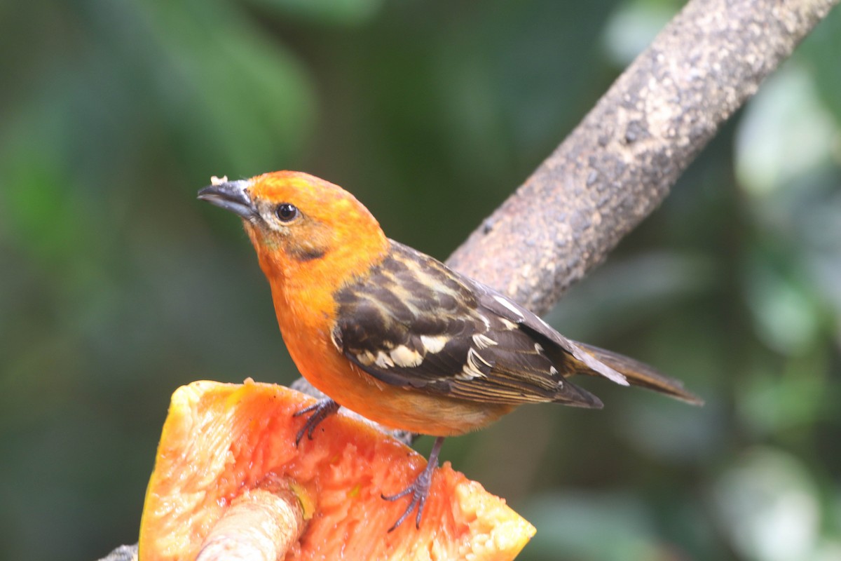 Flame-colored Tanager - Roger Higbee
