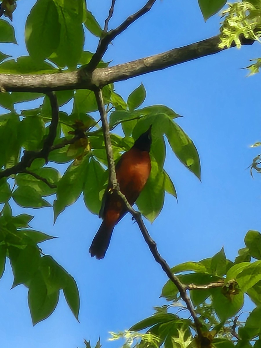 Orchard Oriole - ML618241568