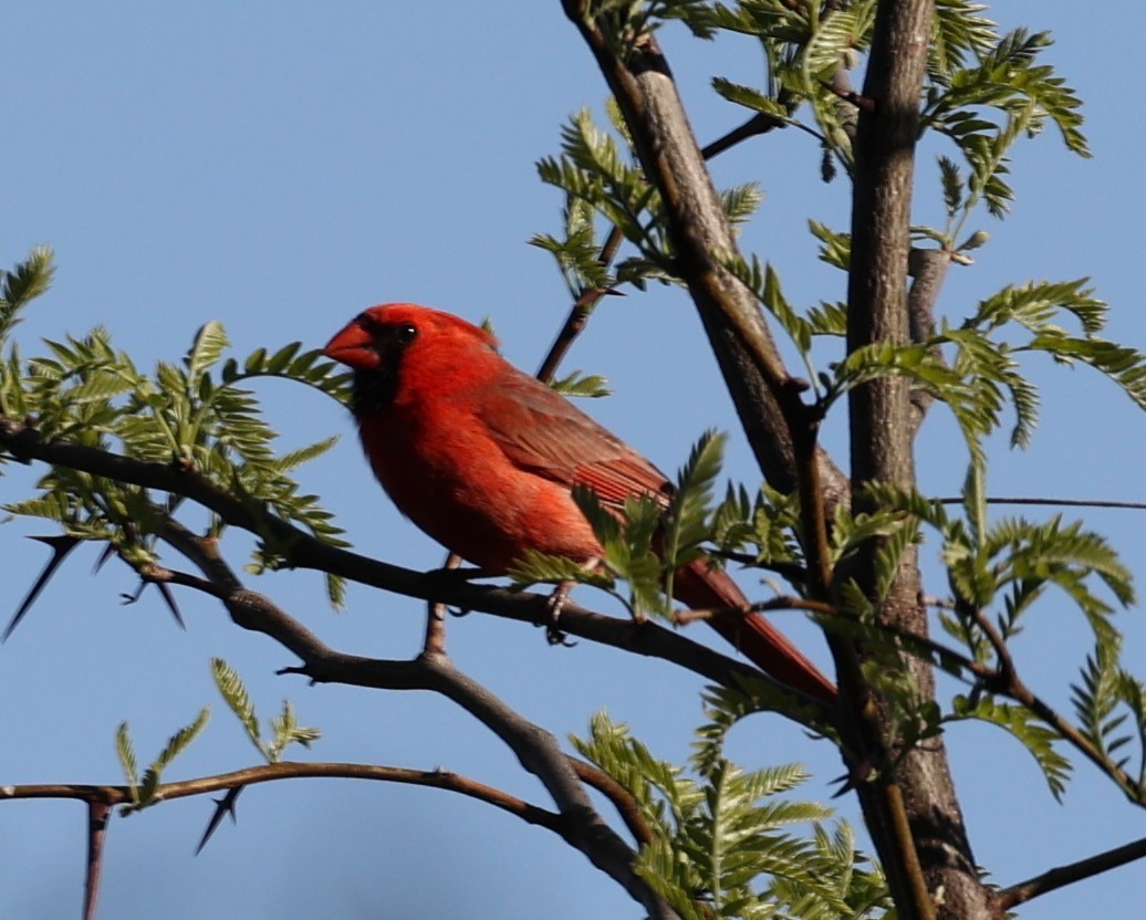 Northern Cardinal (Common) - David Cunningham