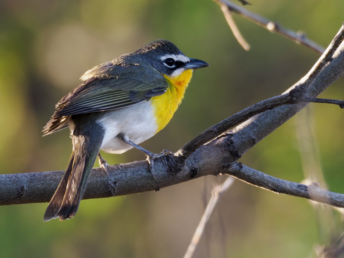 Yellow-breasted Chat - ML618241577