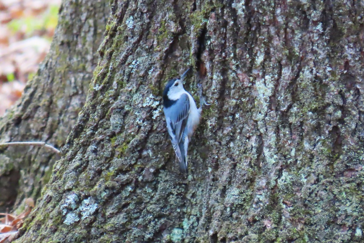 White-breasted Nuthatch - ML618241584