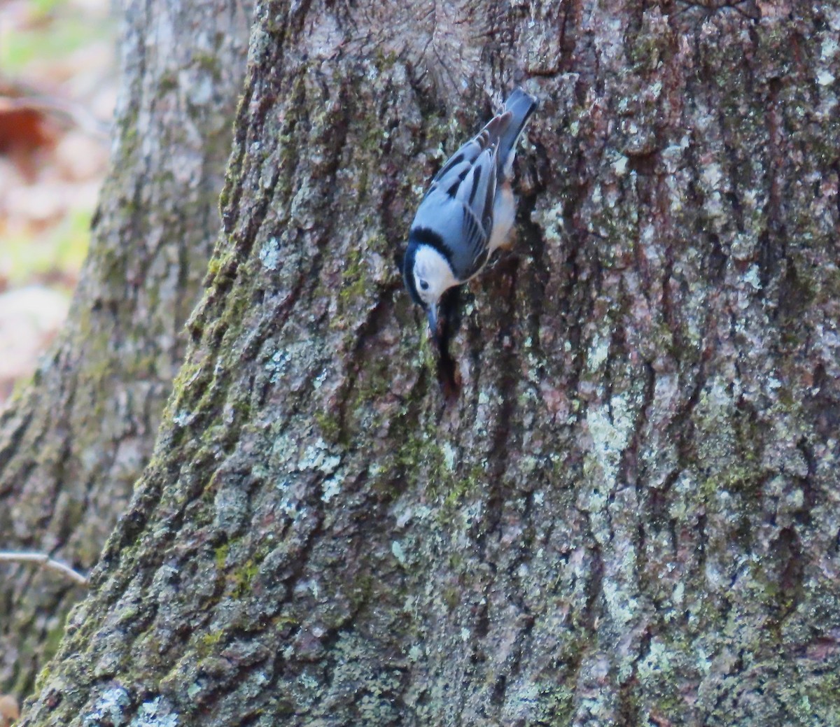 White-breasted Nuthatch - ML618241585