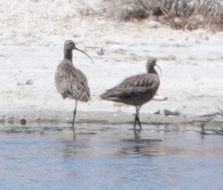 Long-billed Curlew - ML618241616