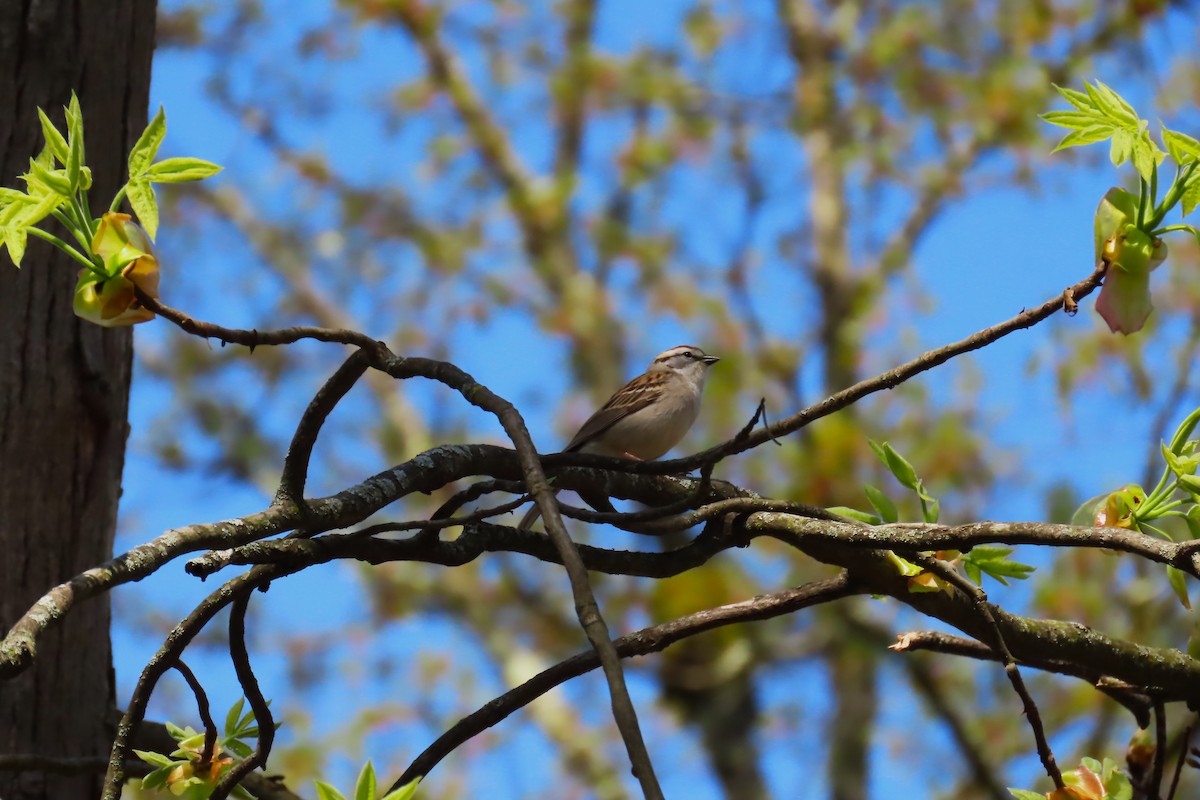 Chipping Sparrow - ML618241627