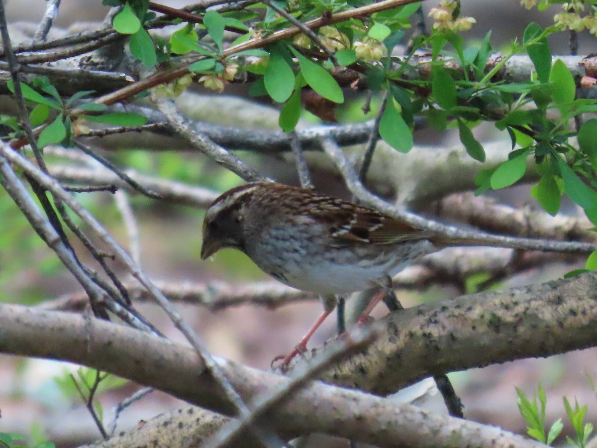 White-throated Sparrow - JOYCE M DEPEW
