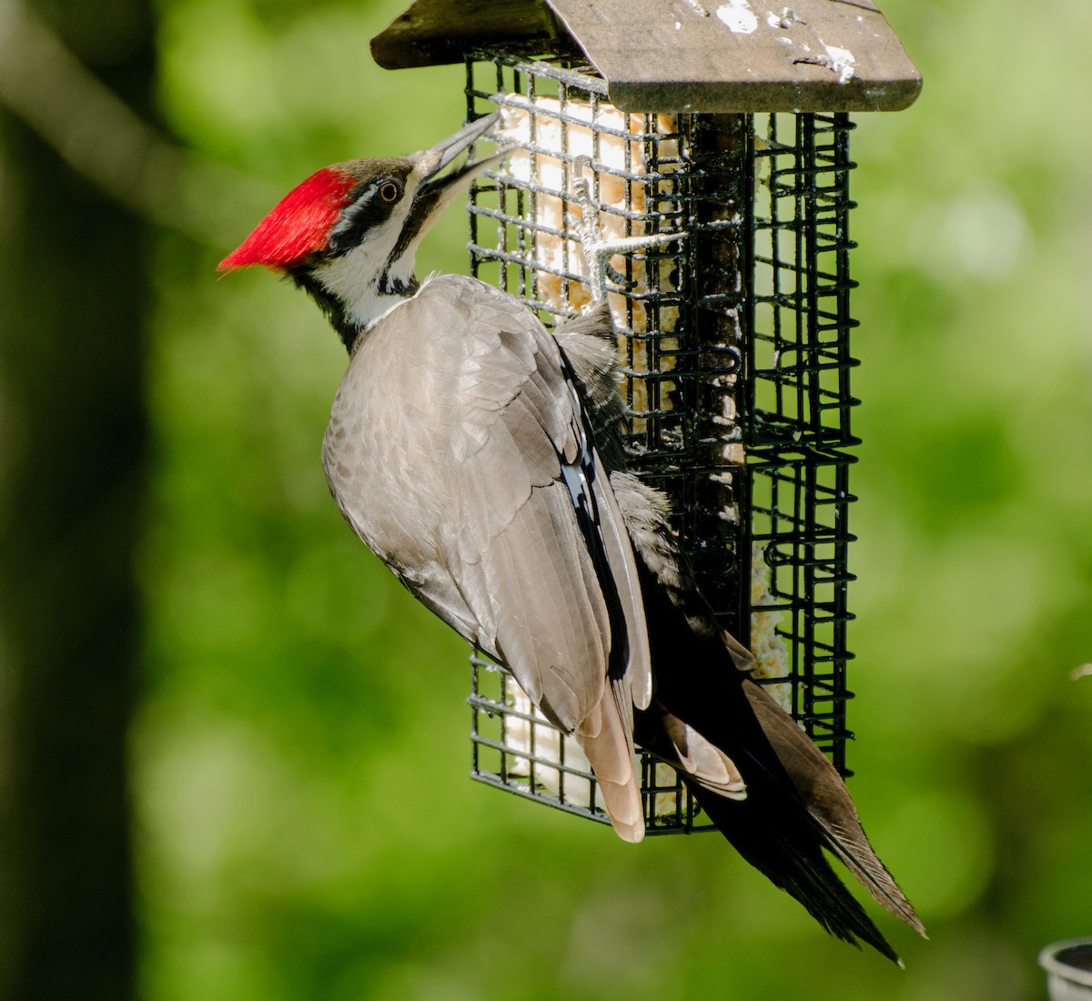 Pileated Woodpecker - Jack and Shirley Foreman