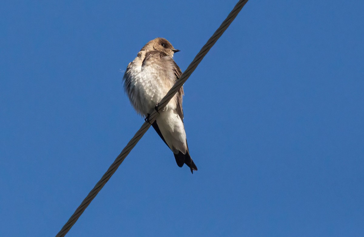 Northern Rough-winged Swallow - John Scharpen