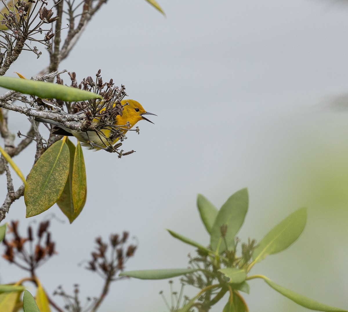 Prothonotary Warbler - Jason Barcus