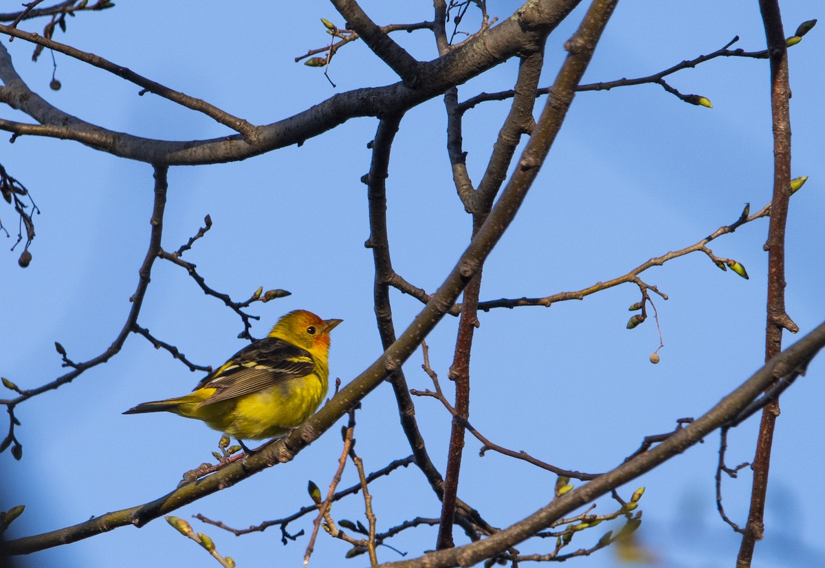 Western Tanager - ML618241678
