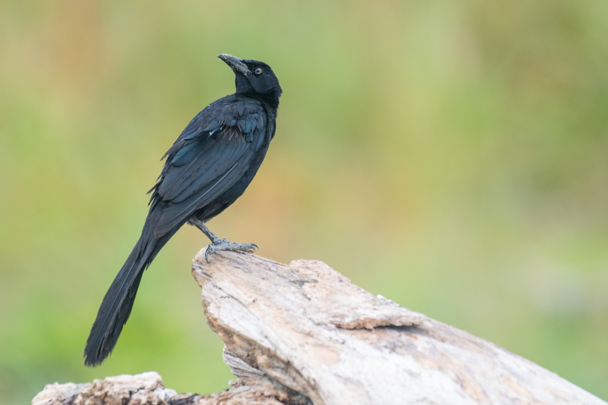 Great-tailed Grackle - ML618241701