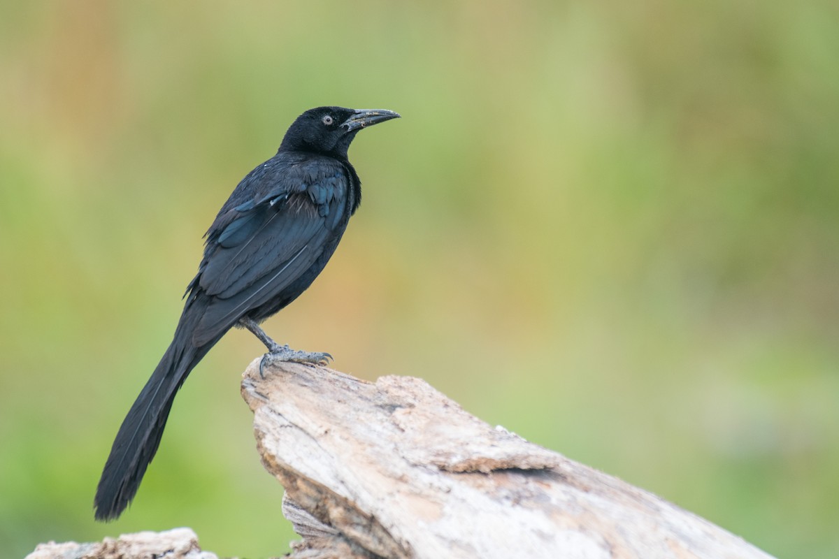 Great-tailed Grackle - ML618241702