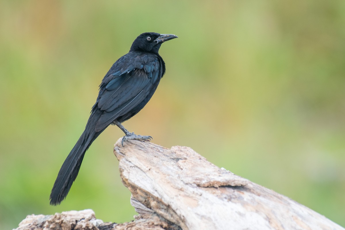 Great-tailed Grackle - ML618241703