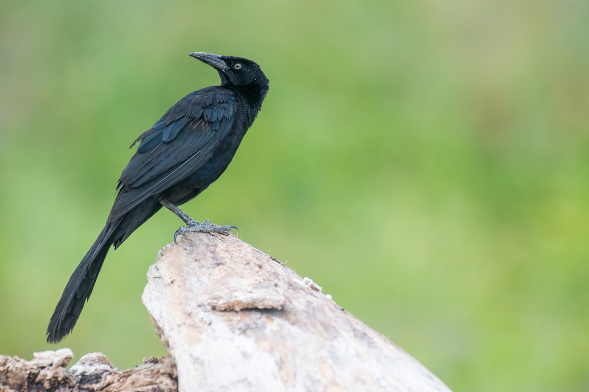 Great-tailed Grackle - ML618241704