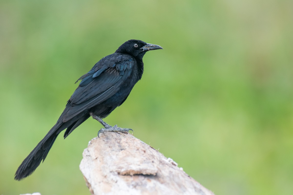 Great-tailed Grackle - ML618241705
