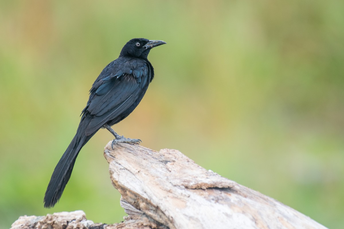 Great-tailed Grackle - ML618241706