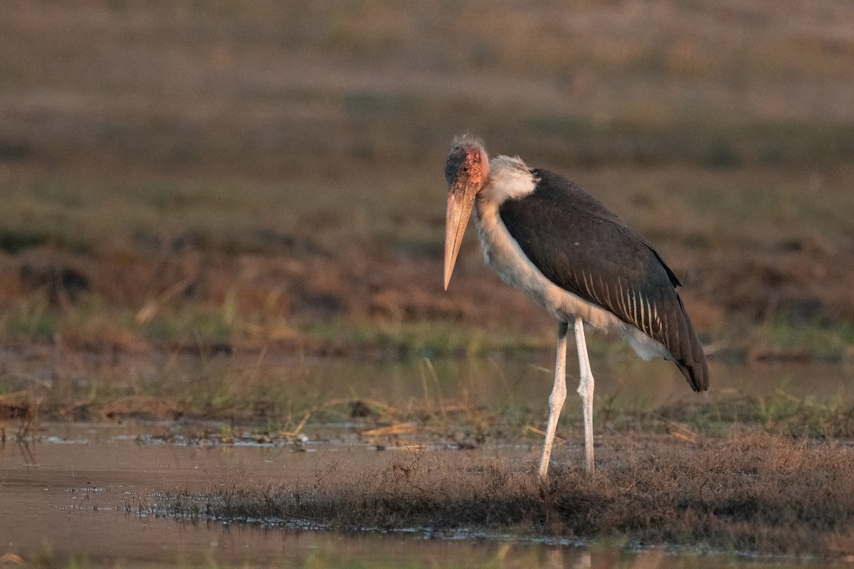 Marabou Stork - Ross Bartholomew