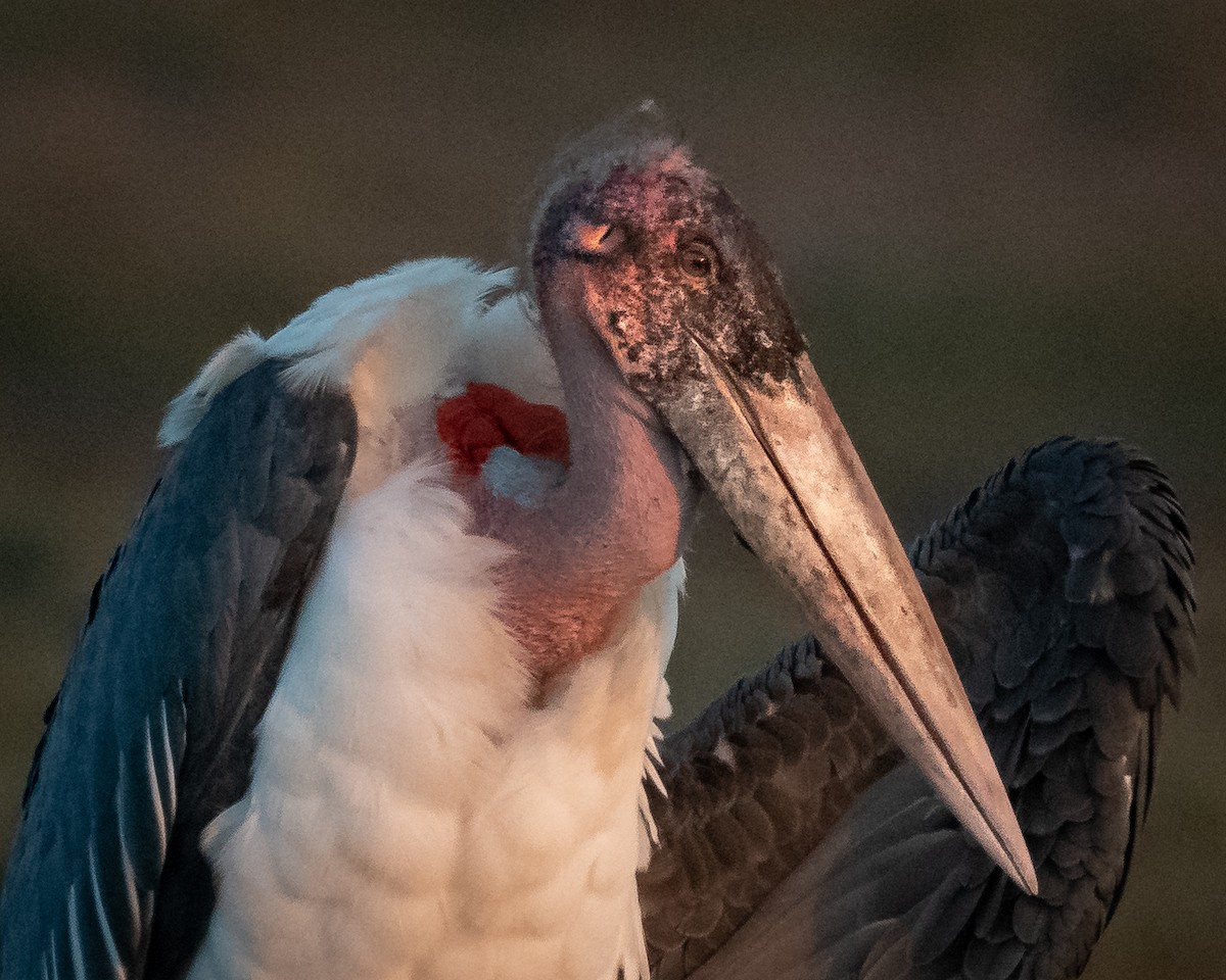 Marabou Stork - Ross Bartholomew