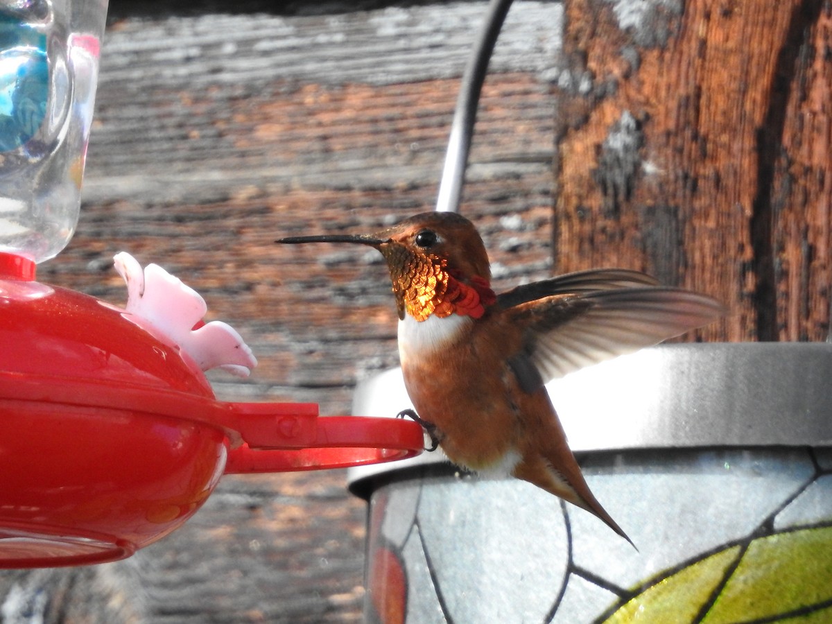 Rufous Hummingbird - Darlene Cancelliere