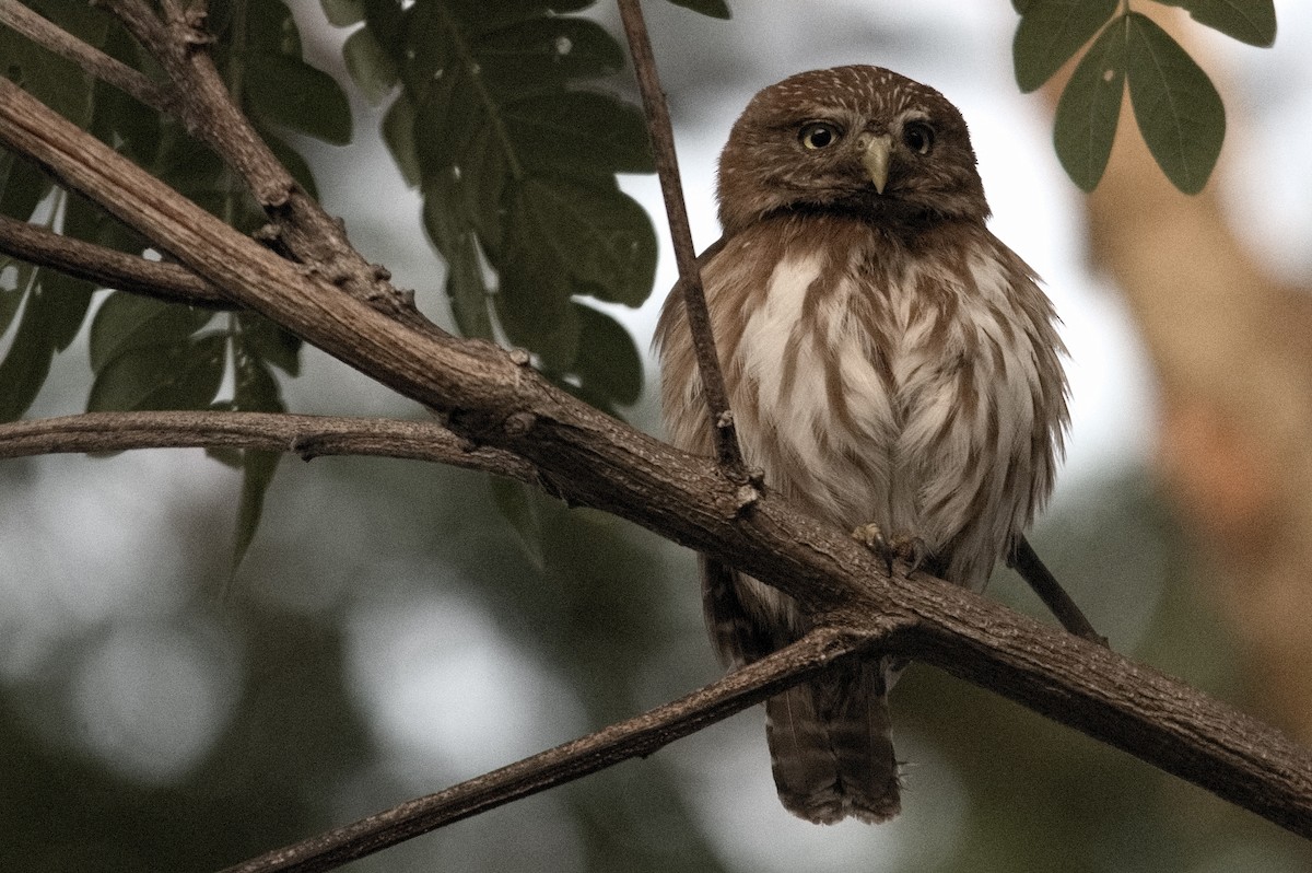 Ferruginous Pygmy-Owl - ML618241749