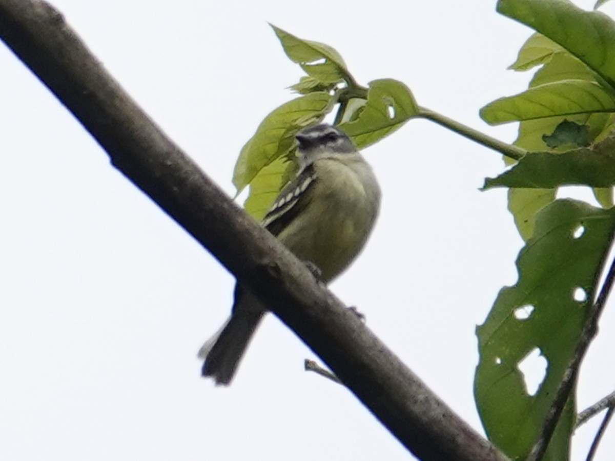 White-lored Tyrannulet - Barry Reed