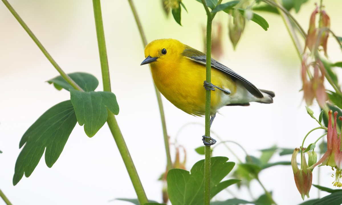 Prothonotary Warbler - ML618241772