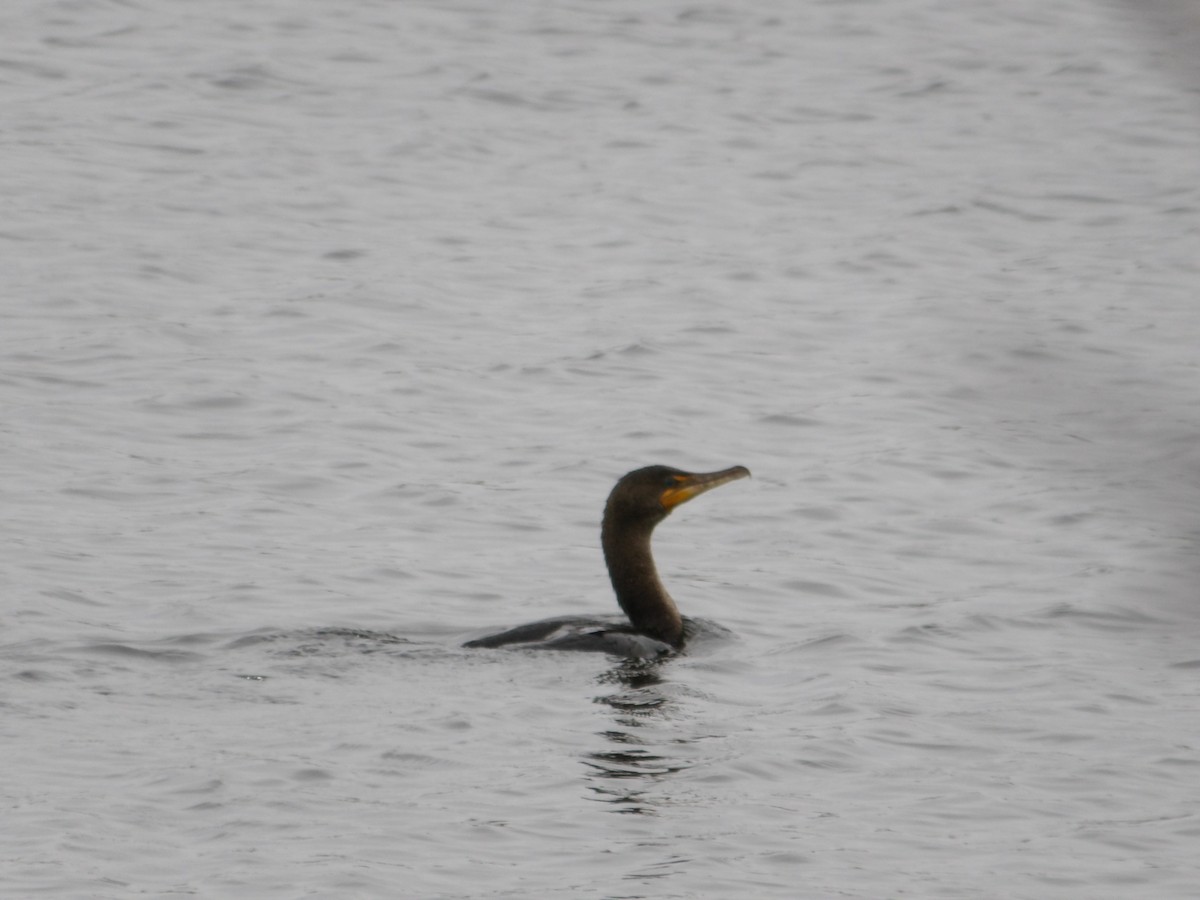Double-crested Cormorant - Kristos Said Kendall