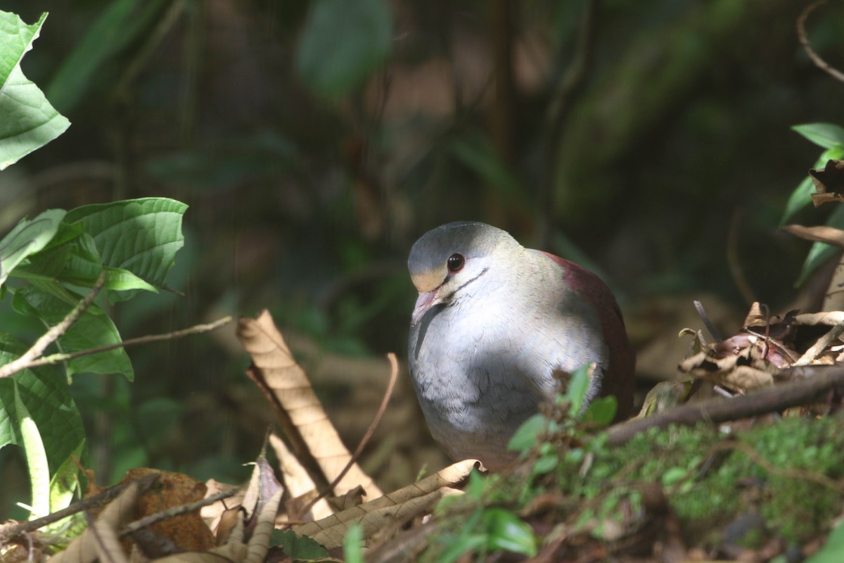 Buff-fronted Quail-Dove - ML618241782