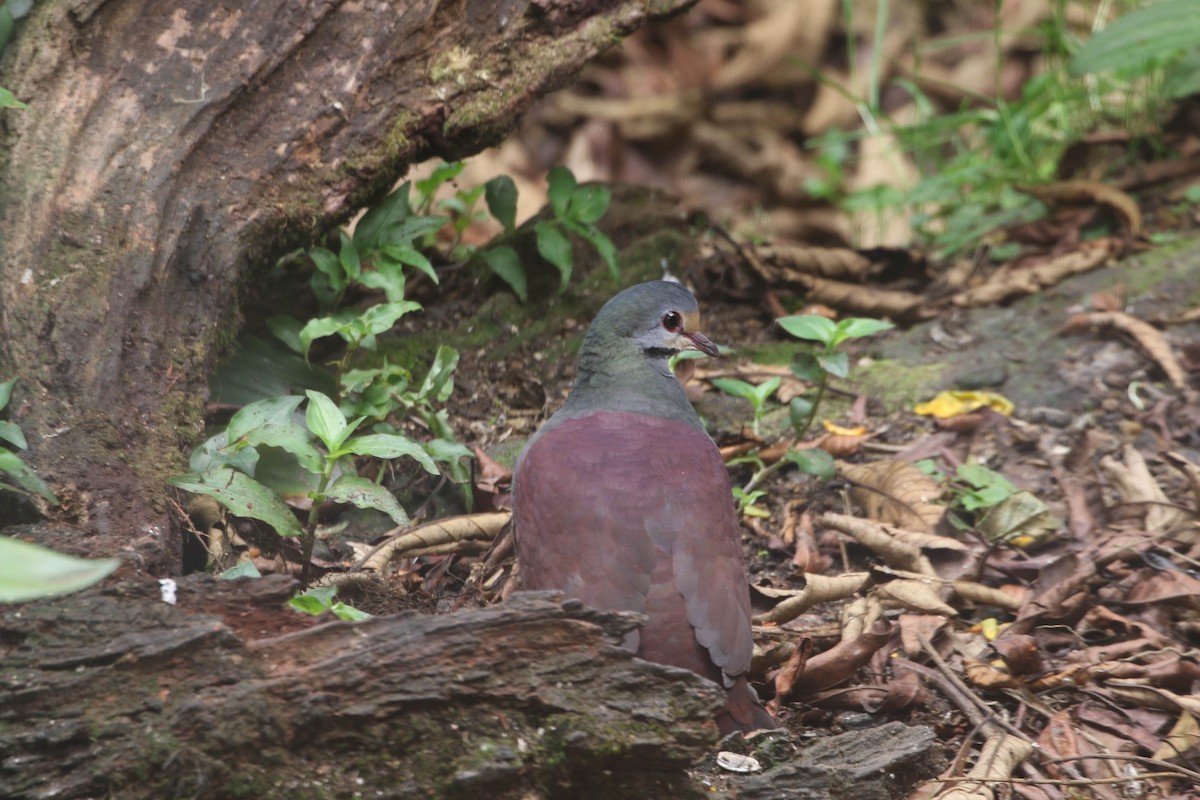 Buff-fronted Quail-Dove - ML618241783