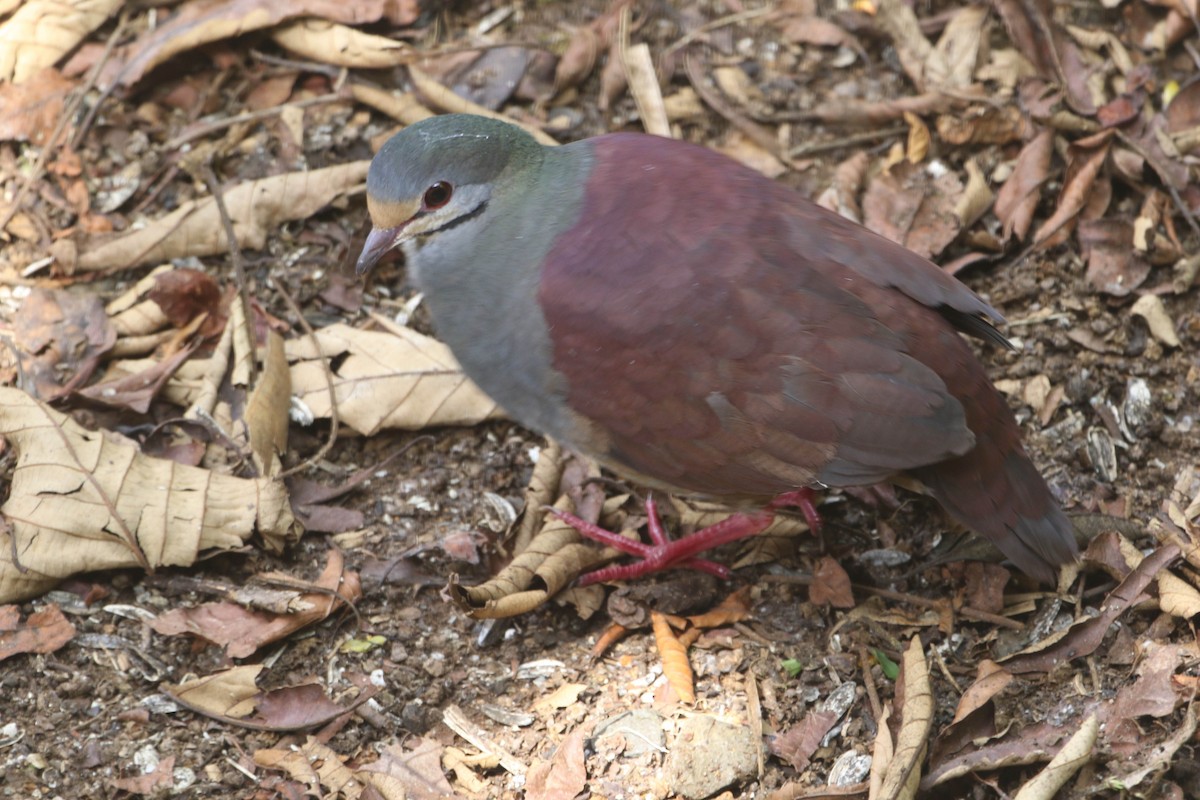 Buff-fronted Quail-Dove - ML618241784