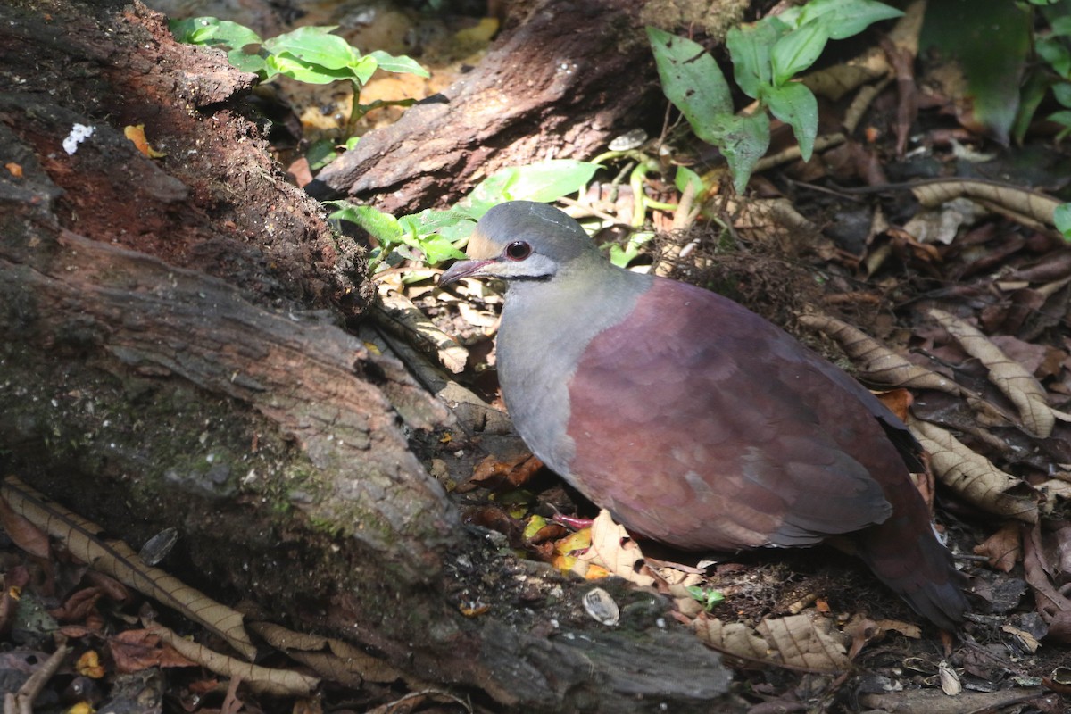 Buff-fronted Quail-Dove - ML618241785