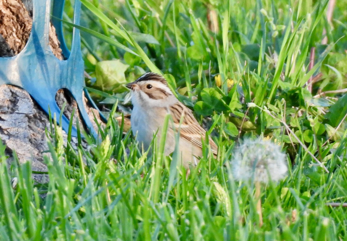 Clay-colored Sparrow - ML618241858
