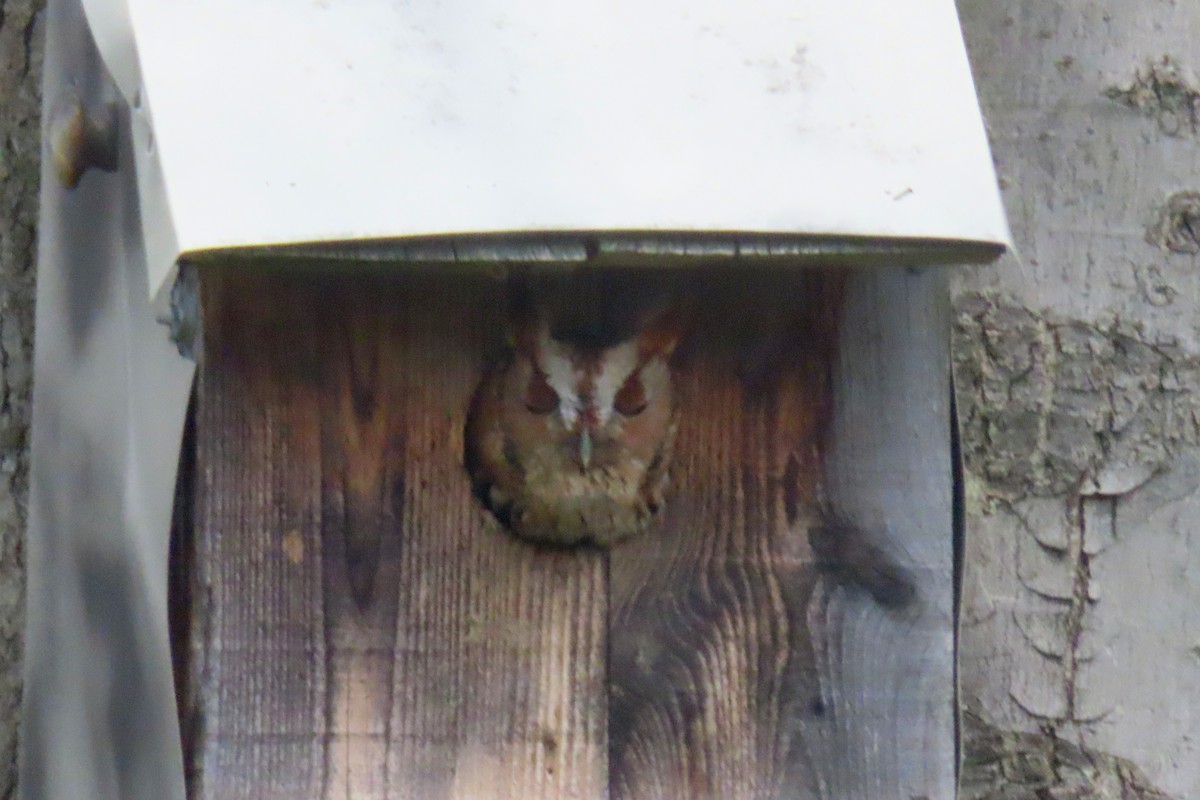 Eastern Screech-Owl - ML618241890