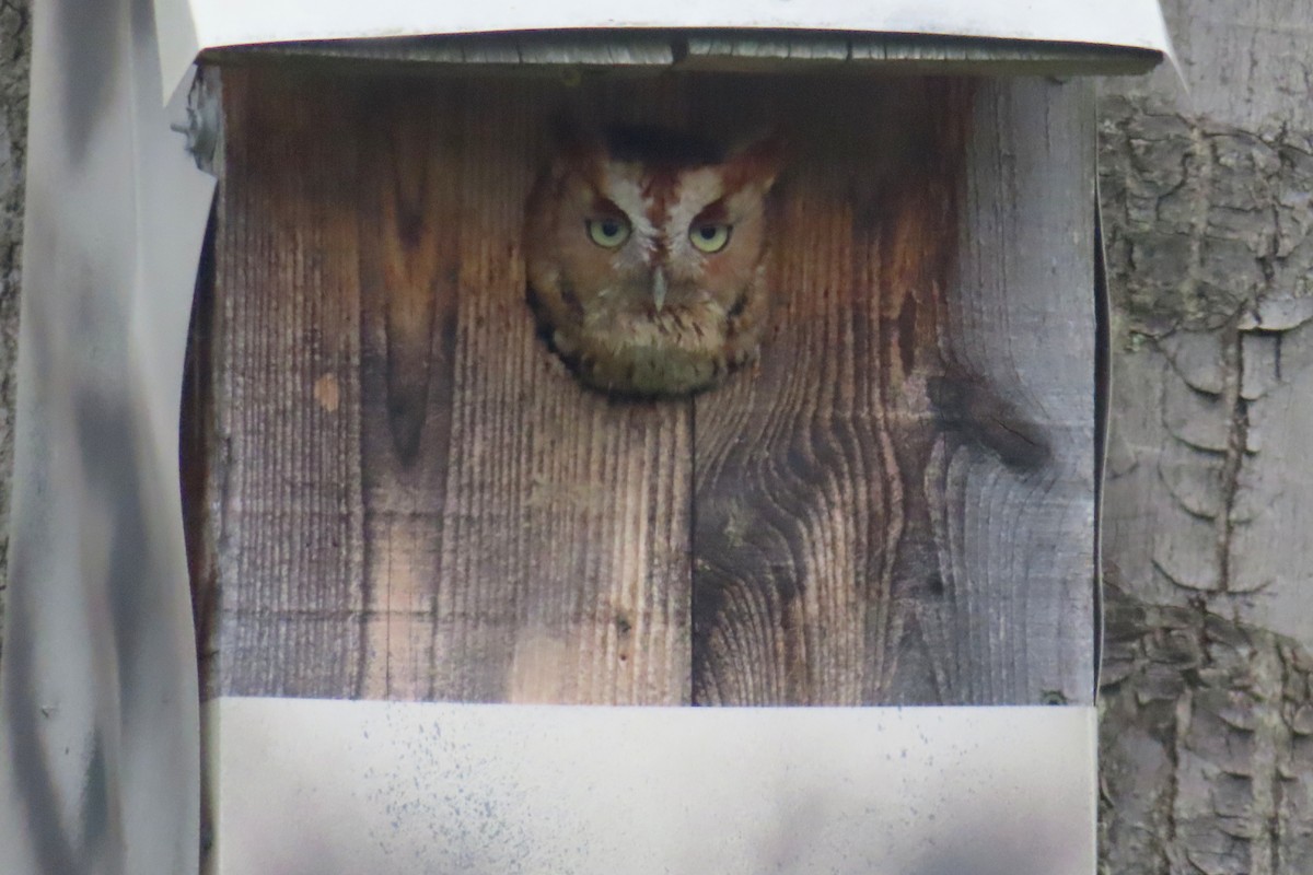 Eastern Screech-Owl - Margaret Higbee