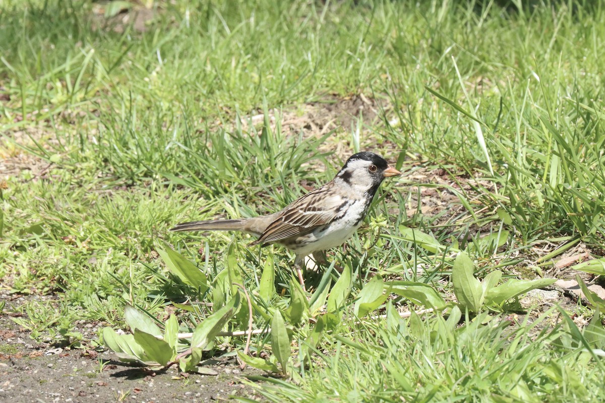 Harris's Sparrow - ML618241900