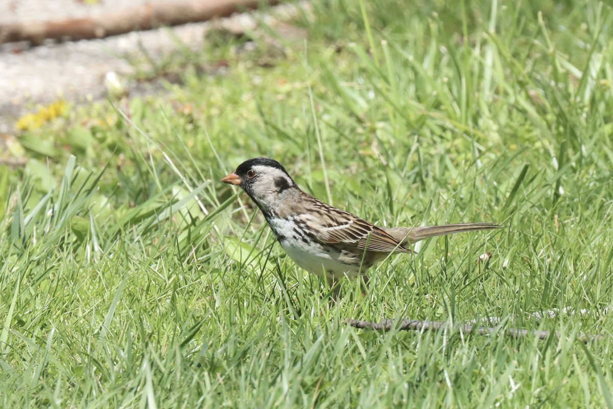 Harris's Sparrow - ML618241901