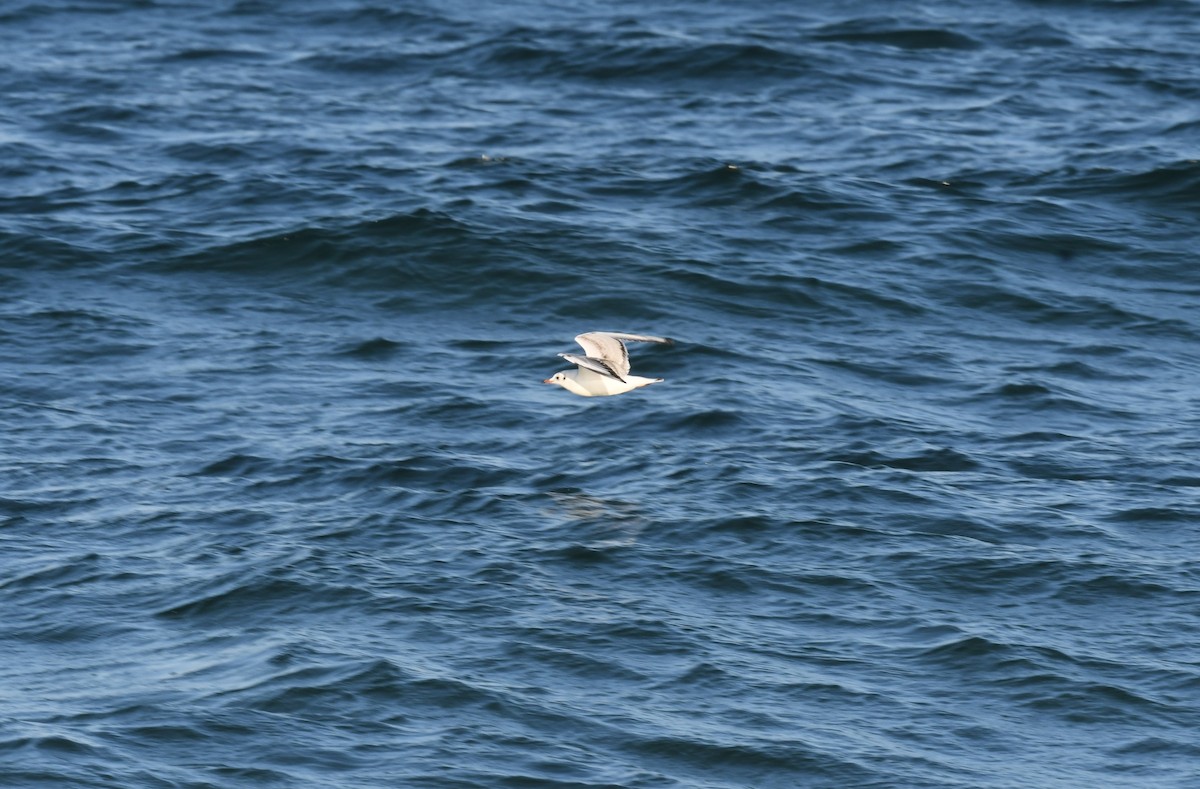 Black-headed Gull - ML618241902