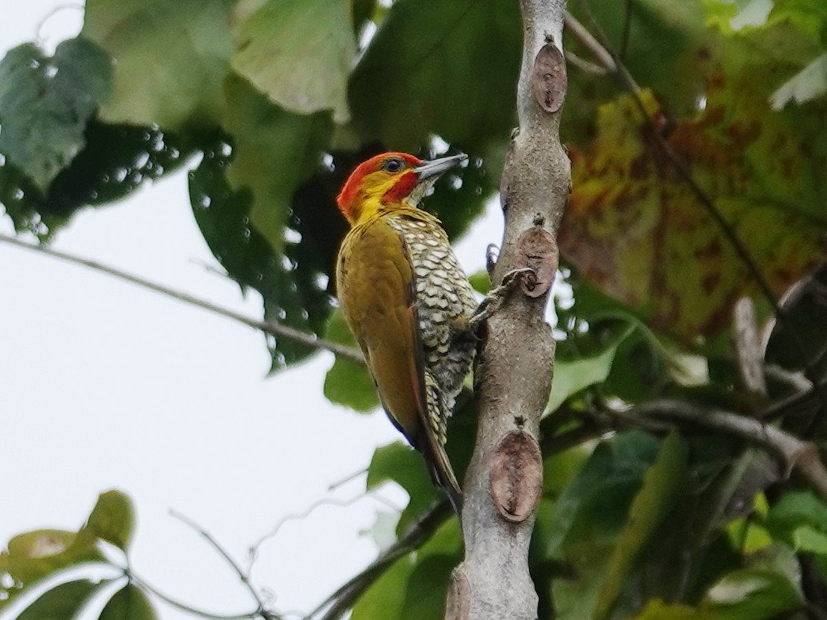 White-throated Woodpecker - ML618241924