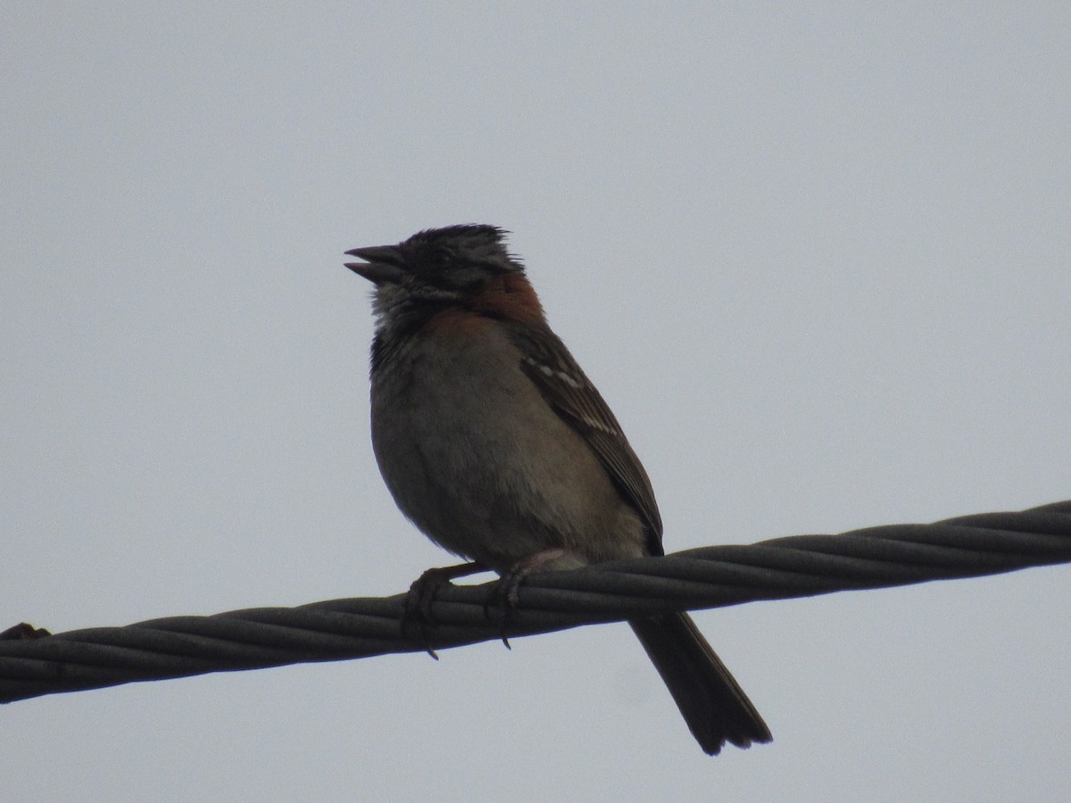 Rufous-collared Sparrow - ML618241934