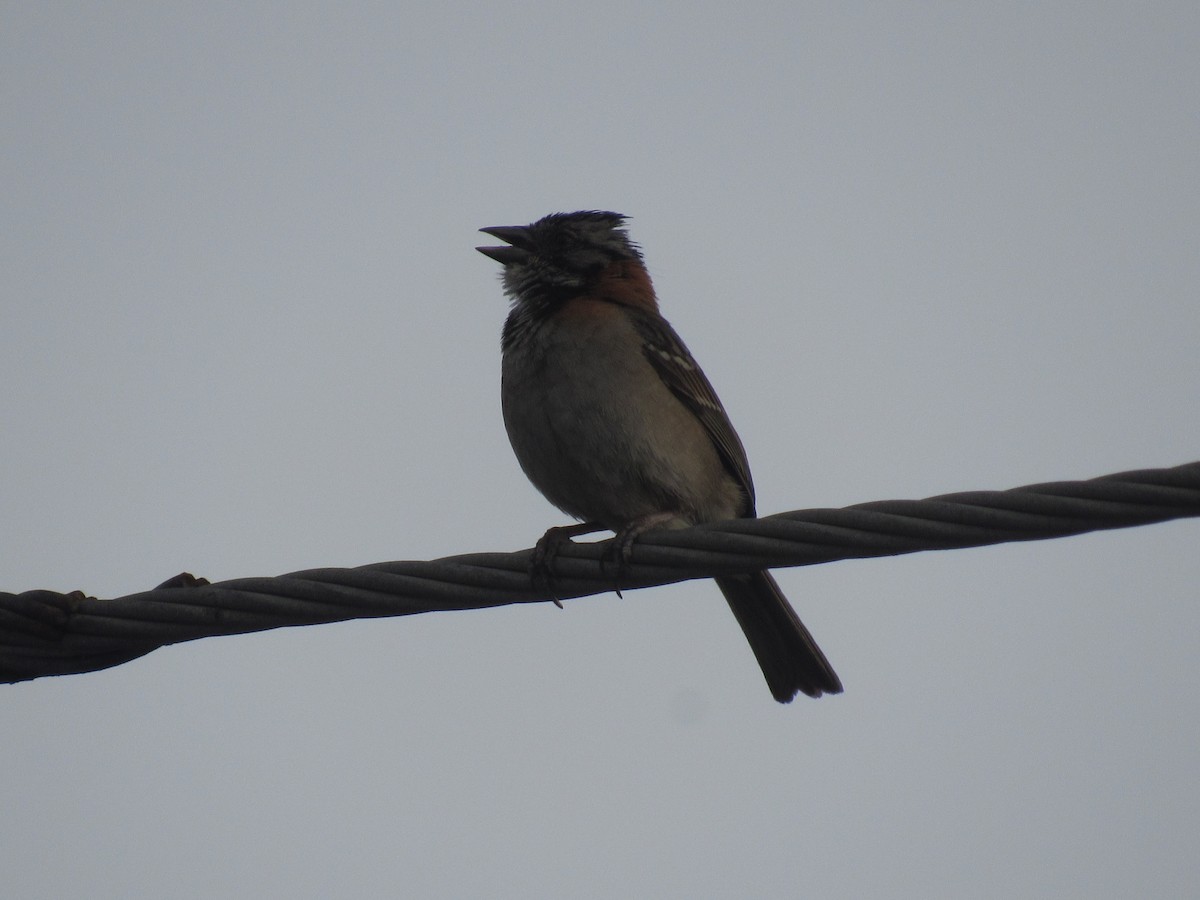 Rufous-collared Sparrow - ML618241935