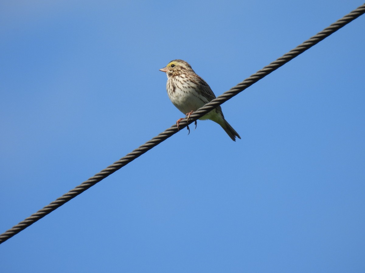 Savannah Sparrow - ML618241979